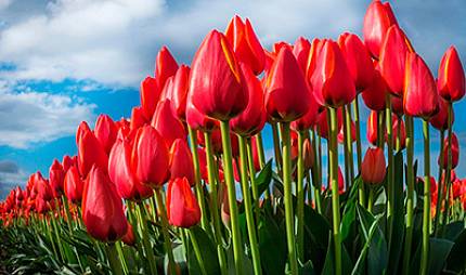 График работы магазинов 7, 8 и 9 марта